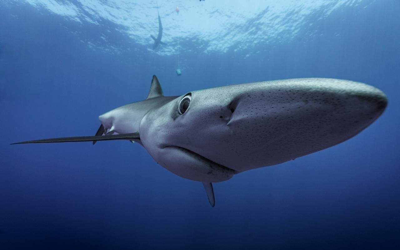 Requin bleu au large des Açores