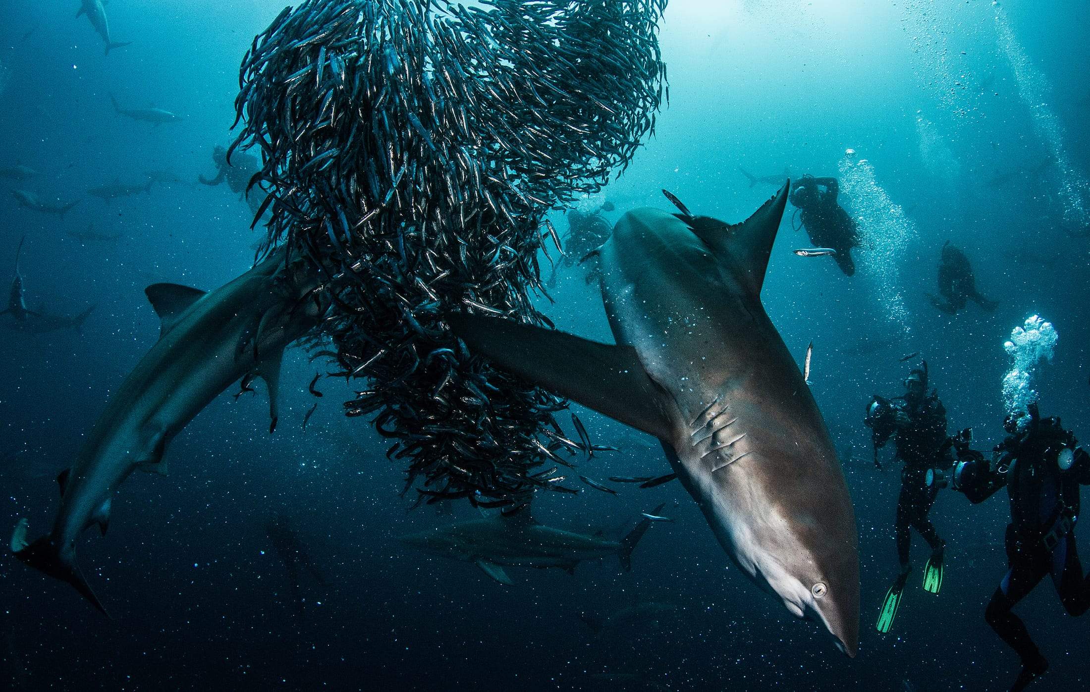 Frénésie alimentaire pendant le Sardine Run en Afrique du Sud