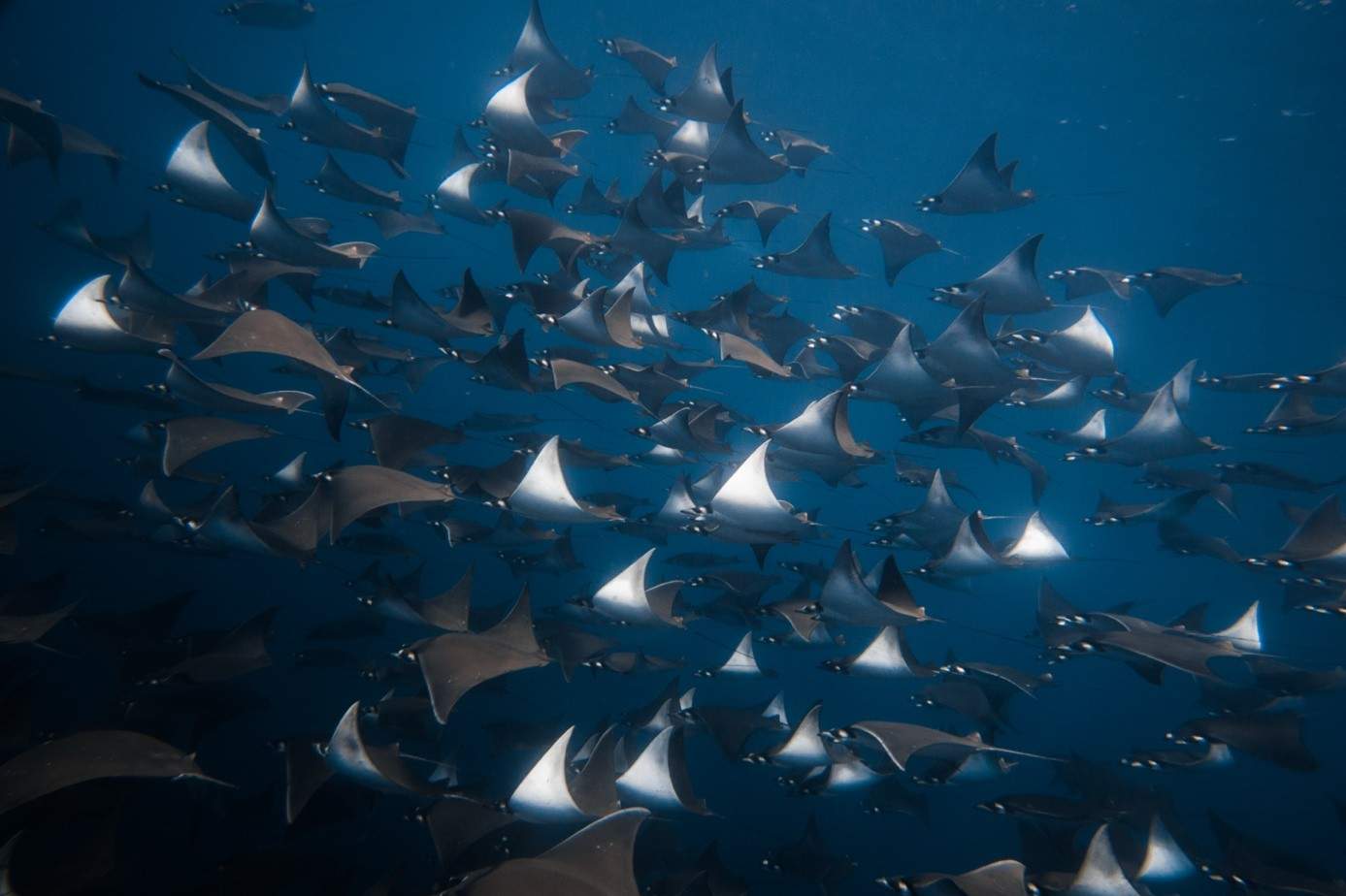 Banc de raies mobula en mer de Cortez, Basse-Californie