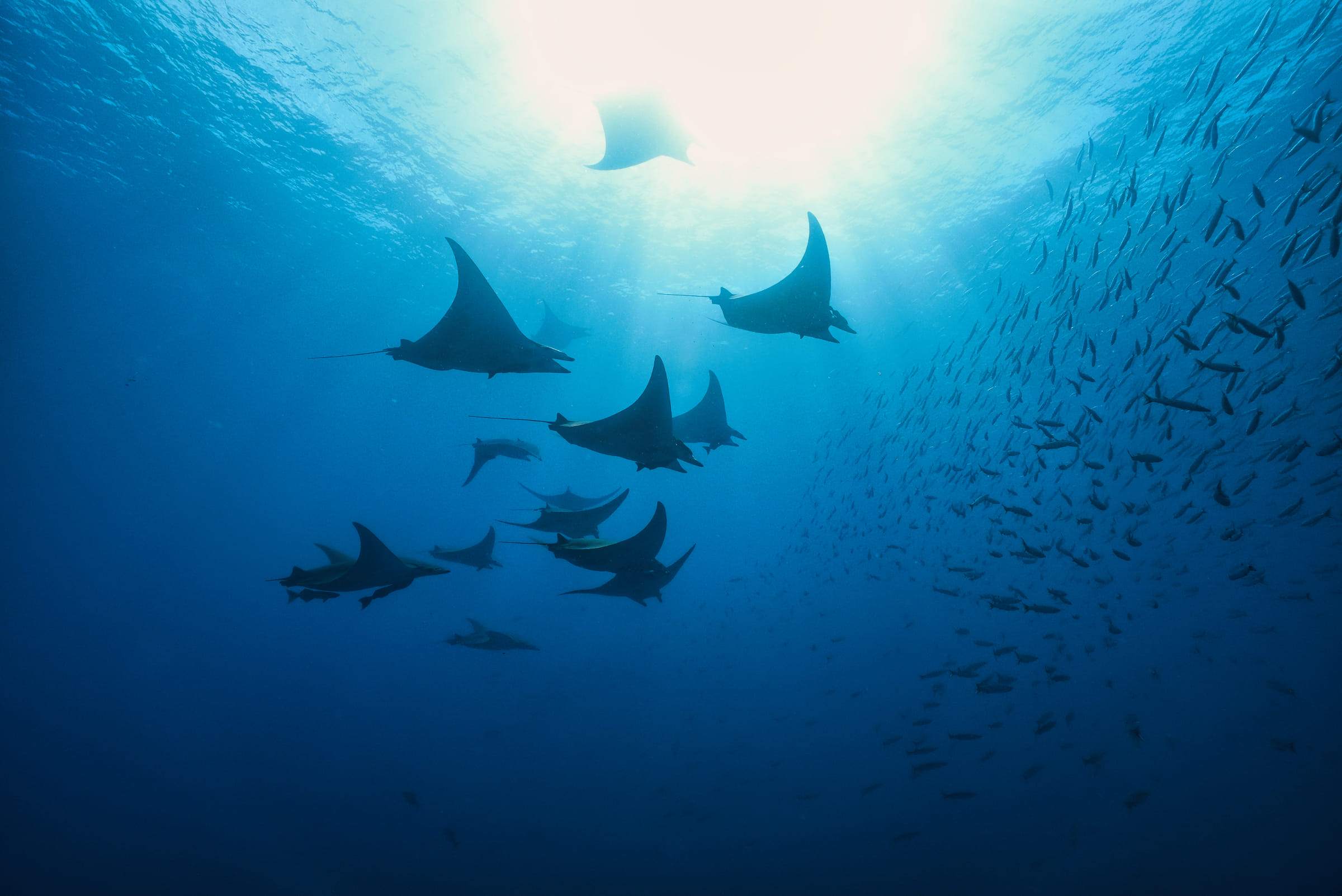 Banc de raies mobula en contre-jour sous la surface, devant un mur de poissons