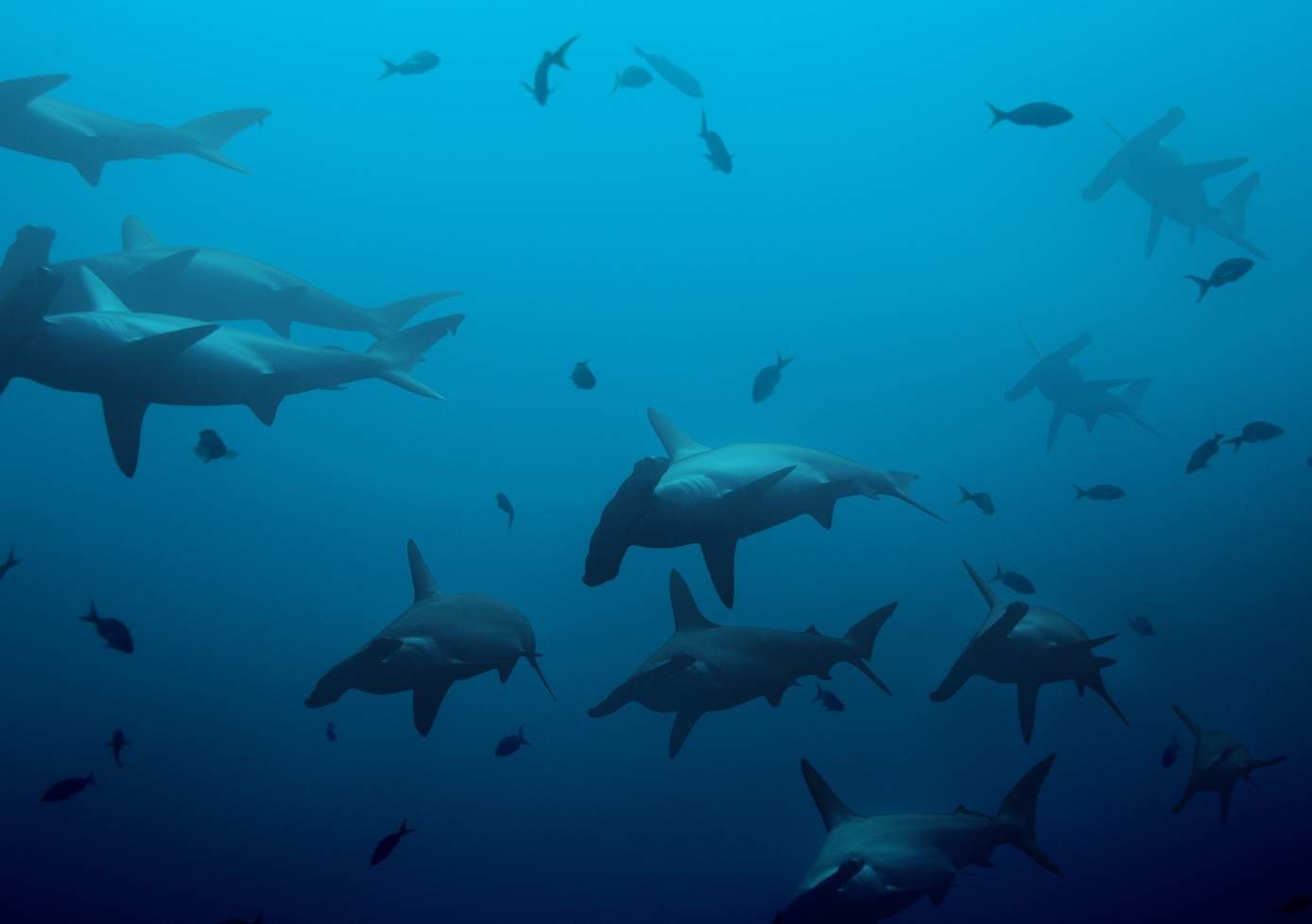Banc de requins-marteaux dans le bleu des Galápagos