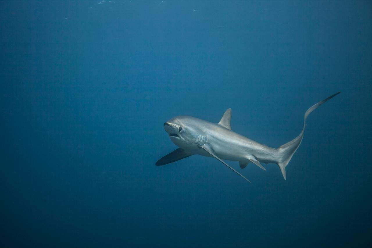 Requin renard pélagique à Malapascua, Philippines
