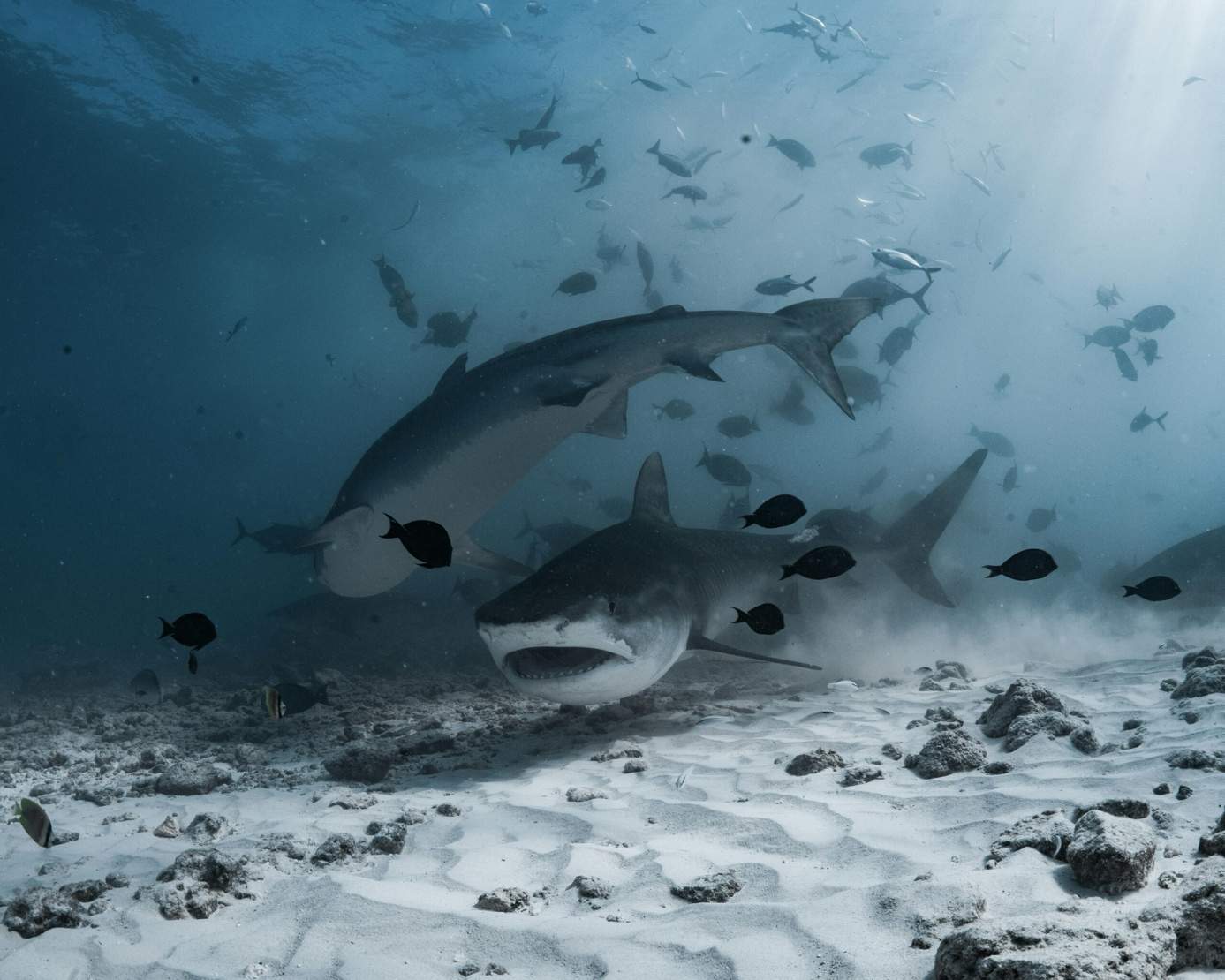 Requin-tigre à Fuvahmulah, Maldives