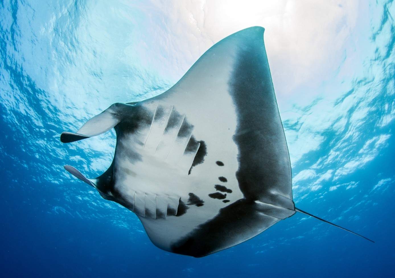 Raie manta océanique géante à Socorro, archipel de Revillagigedo